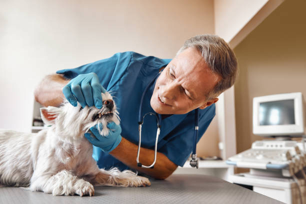 Best Urgent Tooth Repair  in Cutten, CA